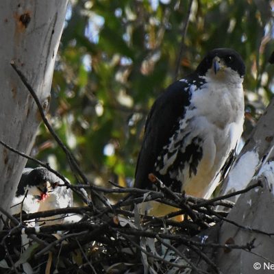 Avianto Muldersdrift - July 2017