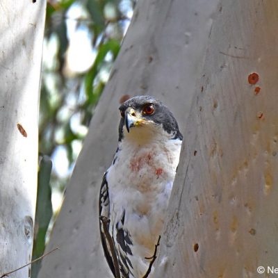 Avianto, Muldersdrift Gauteng -   July 2017