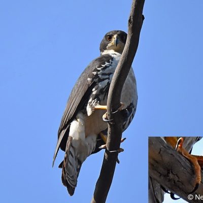 Avianto, Muldersdrift Gauteng -   July 2017