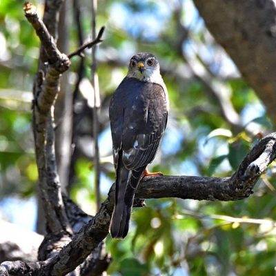 Caprivi House-boat Safari Lodge, Namibia - April 2016