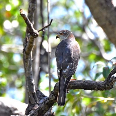 Caprivi House-boat Safari Lodge, Namibia - April 2016