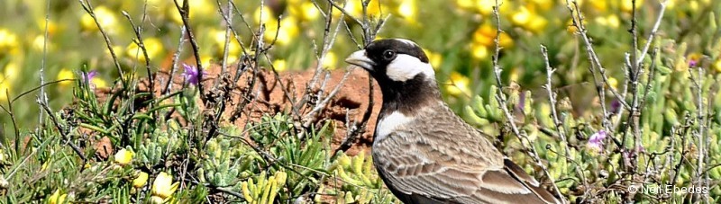 Sparrowlark, Grey-backed