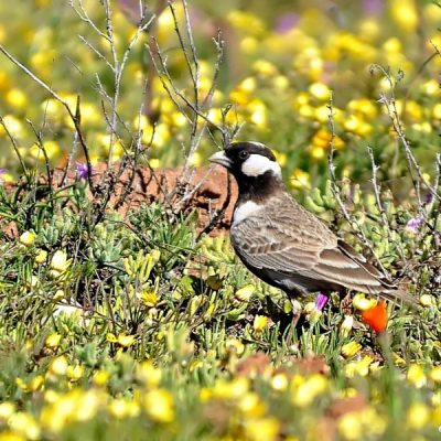 Namaqualand National Park,  August 2013