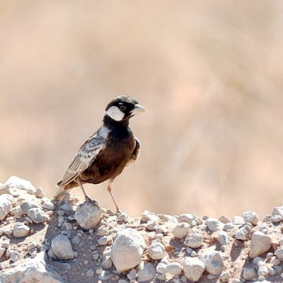 Kgalagadi National Park,  December 2010