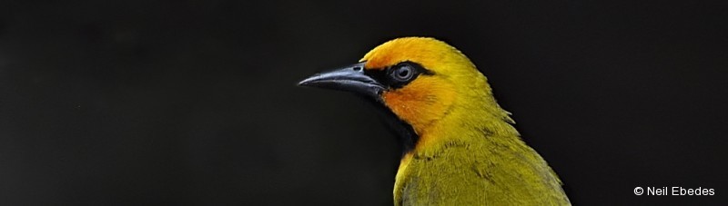 Weaver, Spectacled