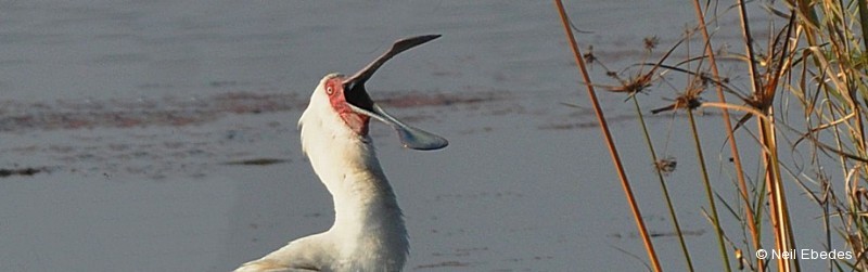 Spoonbill,  African