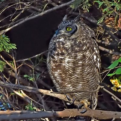 Seen at Doug Jewson's home, sleeping in the shrubbery.