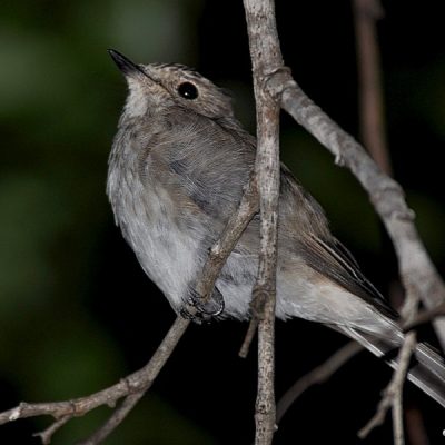 Kruger National Park - December 2012
