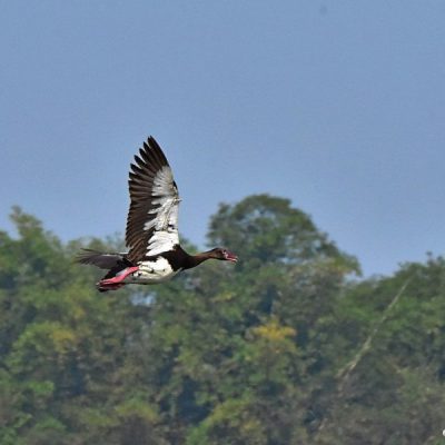 Darvill Bird Sanctuary,  Pietermaritzburg, 14 May 2016