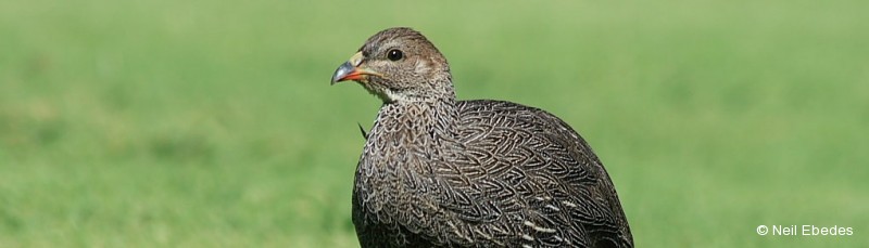 Spurfowl, Cape