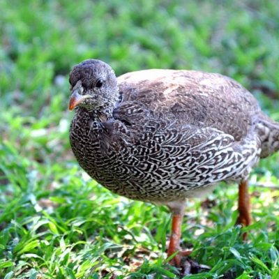 Pilansberg National Park,  December 2010