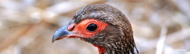 Spurfowl, Red-necked