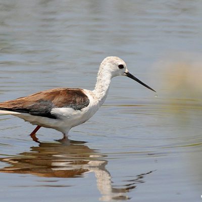 Strandfontein Sewage works,  Dec 2016