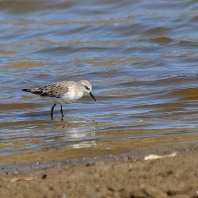 Marievale BS   Jan 2016