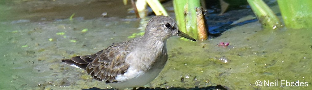 Stint, Temminck’s