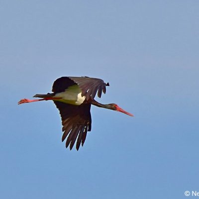 Vrederus, NE Cape, Drakensberg Dec 2016