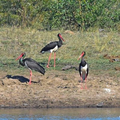 Southern Kruger National Park,  June 2016