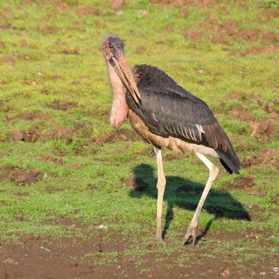The Nyalaland trail at the extreme North in the Kruger National Park,  October 2009