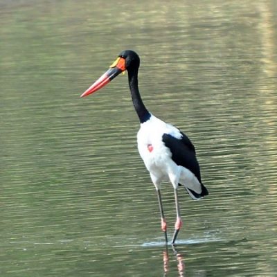 Ndumo Game Reserve, KwaZulu Natal - December 2011