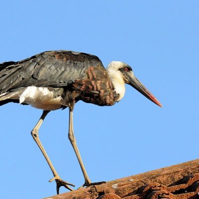 Howick, KZN - June 2014