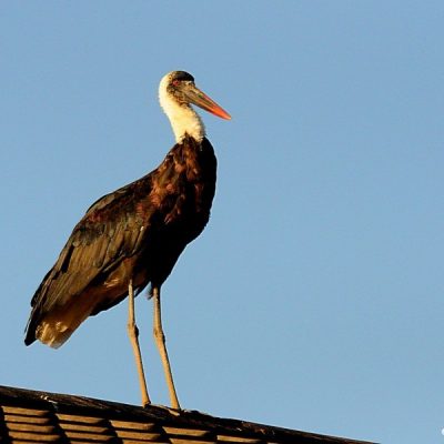 Howick, KZN - June 2014