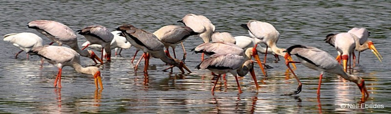 Stork, Yellow-billed