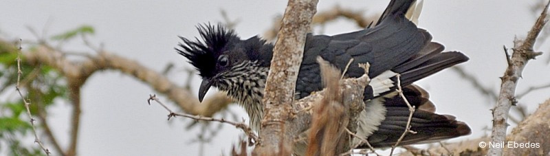 Cuckoo, Levaillant’s
