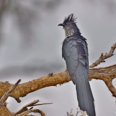 Satara camp, Kruger National Park - December 2012
