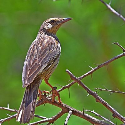 Walter Sisulu Gdns,  July 2015
