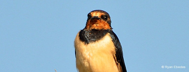 Swallow, Barn