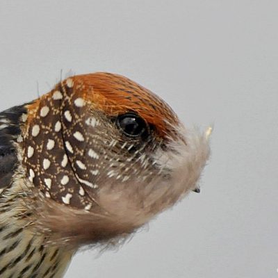 Marievale Bird Sanctuary, Nigel, Gauteng - February 2012 