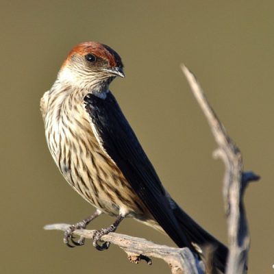 Marievale Bird Sanctuary, Nigel, Gauteng - February 2012 