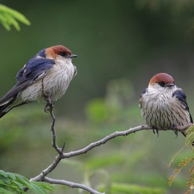 Kaapsehoop, Mpumalanga - November 2008