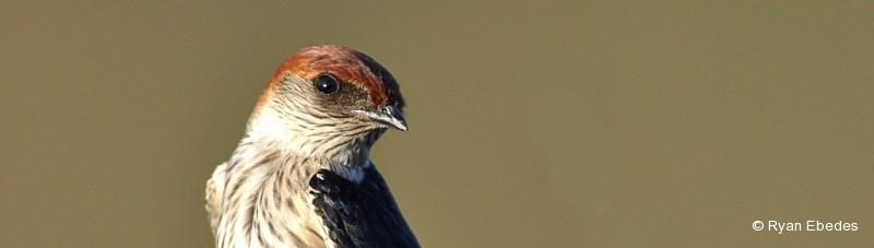 Swallow, Greater Striped