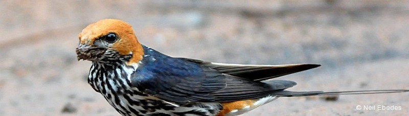 Swallow, Lesser Striped