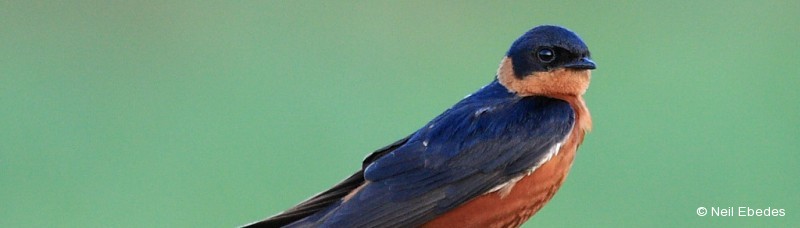 Swallow, Red-breasted