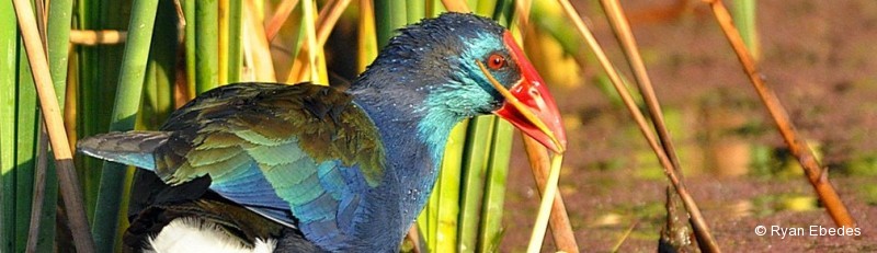 Swamphen, African