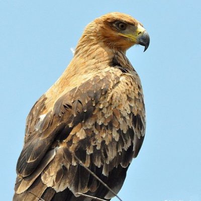 Punda Maria, Kruger National Park,  Dec 2012