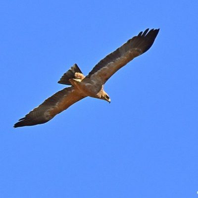 Kruger National Park, June 2016