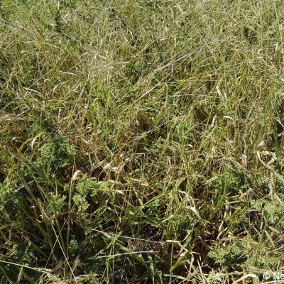 Kgomo Kgomo bridge,  Mar 2017