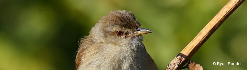 Prinia, Tawny-flanked
