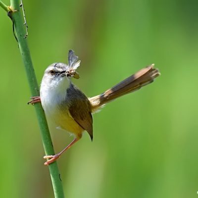 Walter Sisulu Botanical Gdns, 19 February 2016
