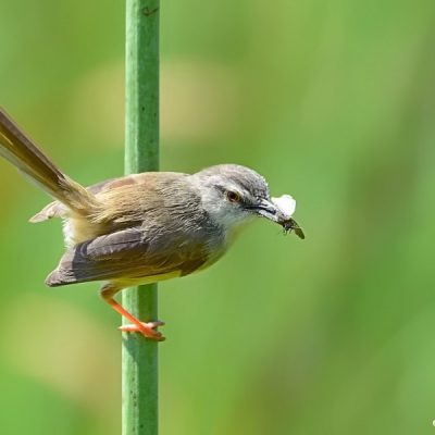 Walter Sisulu Bot gdns, 19 February 2016