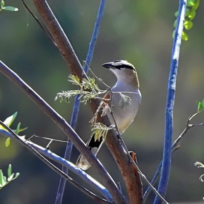 Southern Kruger National Park, June 2016