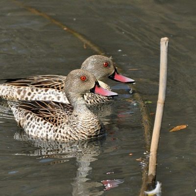 Austin Roberts Bird Sanctuary,  May 2012