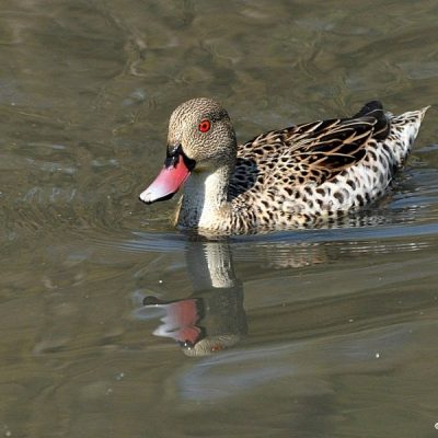 Austin Roberts Bird Sanctuary,  May 2012
