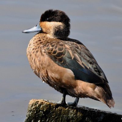 Rondebult Bird Sanctuary - November 2010