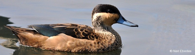 Teal, Blue-billed