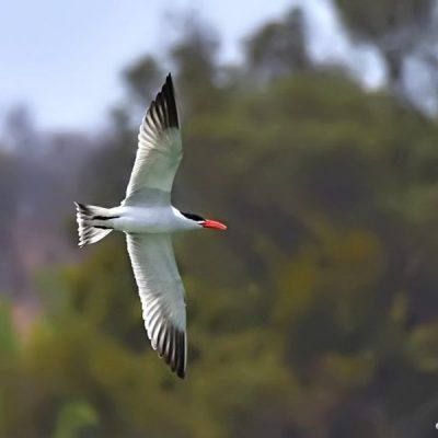 Roodeplaat dam, Pretoria, Northern Limpopo - Oct 2016