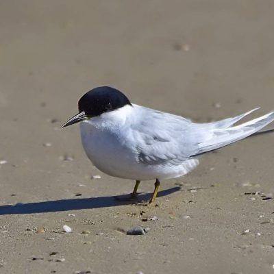 Port Elizabeth,  September 2016